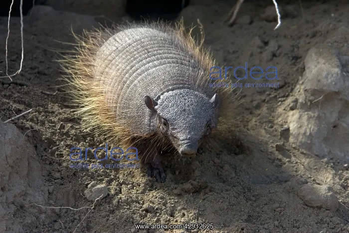 : Hairy Armadillo : Hairy Armadillo