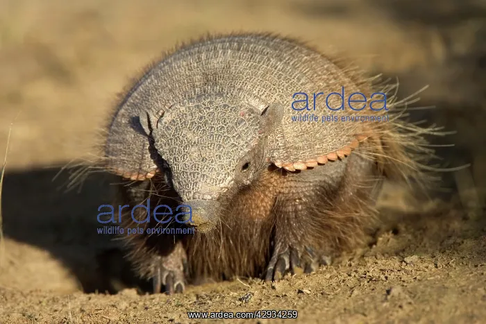 : Hairy Armadillo : Hairy Armadillo