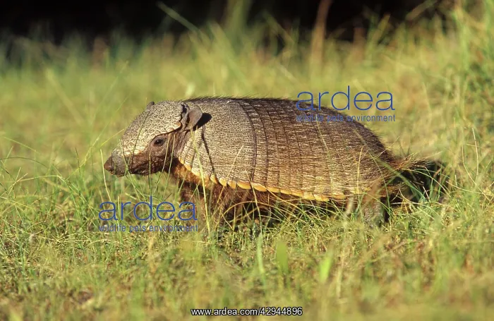 : Hairy ARMADILLO : Hairy ARMADILLO