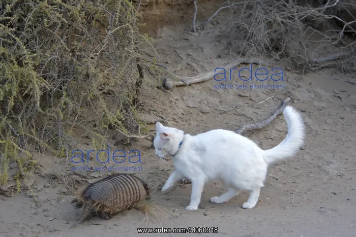: Hairy armadillo and domestic cat Patagonia Argentina : Hairy armadillo and domestic cat Patagonia Argentina