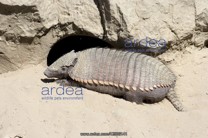 : Hairy Armadillo - Resting in midday near its den : Hairy Armadillo - Resting in midday near its den