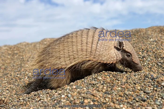 : Hairy Armadillo - Scavenging on a gravel beach : Hairy Armadillo - Scavenging on a gravel beach