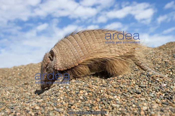 : Hairy Armadillo - Scavenging on a gravel beach : Hairy Armadillo - Scavenging on a gravel beach