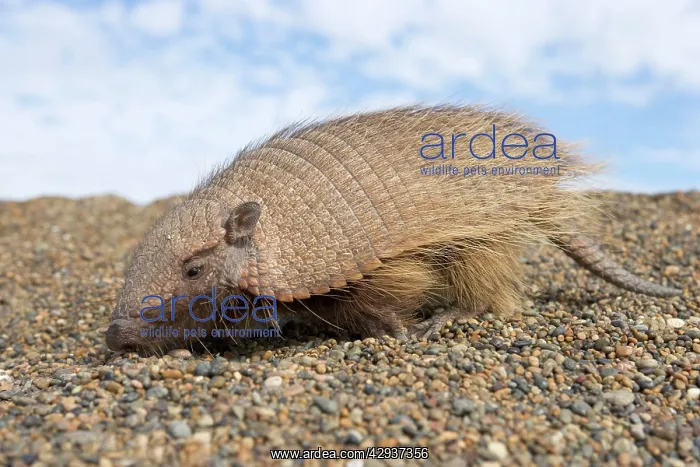 : Hairy Armadillo - scavenging on a gravel beach : Hairy Armadillo - scavenging on a gravel beach