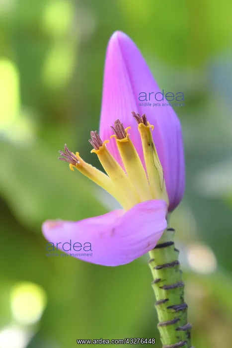  : Hairy Banana (Musa vetulina) flower. Its fruits