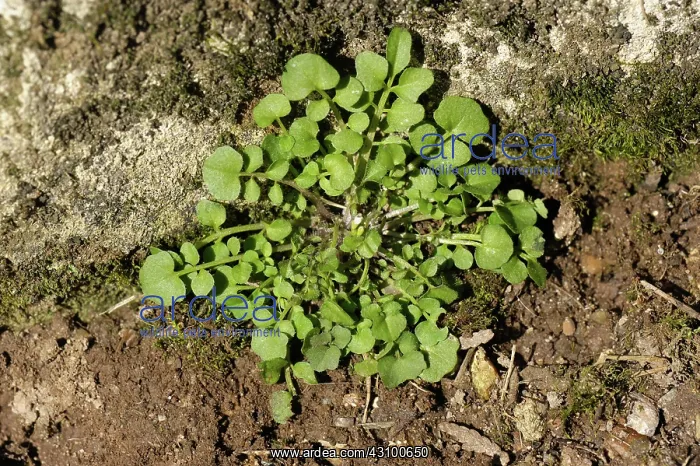 : Hairy bittercress : Hairy bittercress