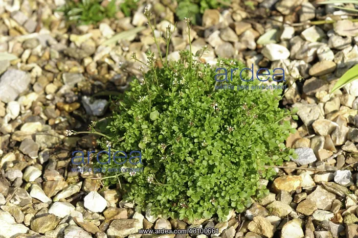 : Hairy bittercress : Hairy bittercress