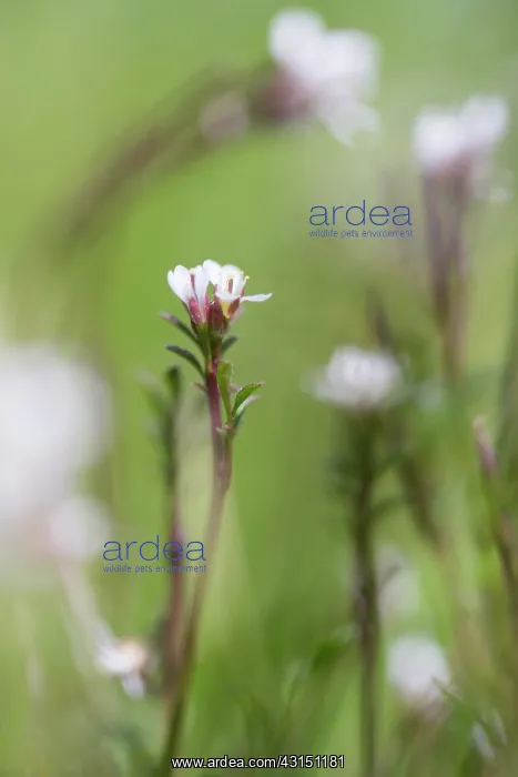  : Hairy Bittercress