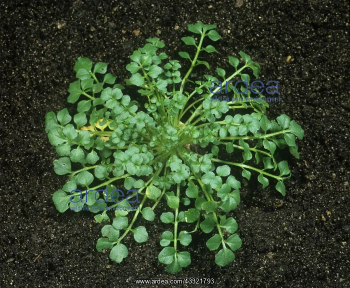 : Hairy Bittercress : Hairy Bittercress