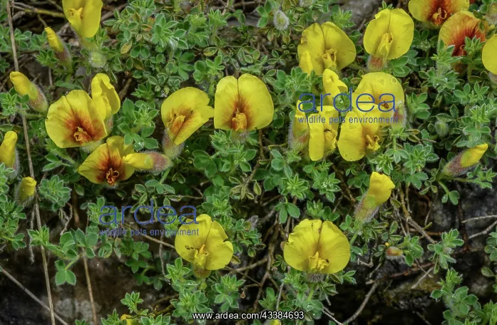 : Hairy Broom, Cytisus hirsutus subsp. polytrichus : Hairy Broom, Cytisus hirsutus subsp. polytrichus