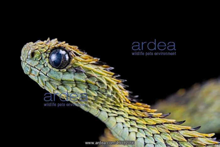  : Hairy bush viper (Atheris hispida), animal portrait