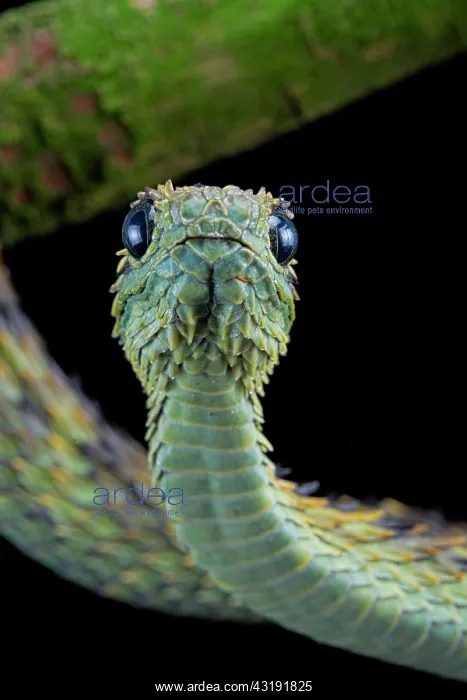 : Hairy bush viper (Atheris hispida) on black background : Hairy bush viper (Atheris hispida) on black background