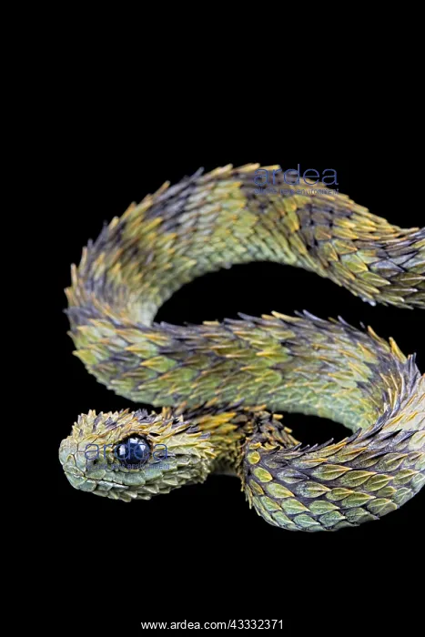 : Hairy bush viper (Atheris hispida), Uganda, Africa : Hairy bush viper (Atheris hispida), Uganda, Africa