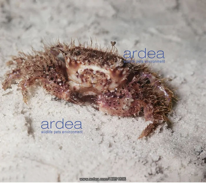 : HAIRY CRAB : HAIRY CRAB