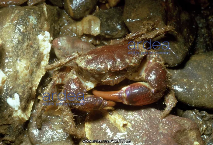 : HAIRY CRAB - UK : HAIRY CRAB - UK