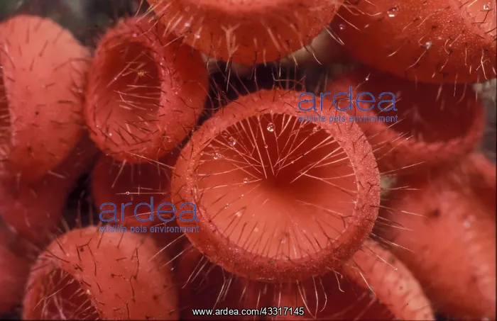 : Hairy Cup fungi (Cookeina tricholoma), Gunung Le : Hairy Cup fungi (Cookeina tricholoma), Gunung Le