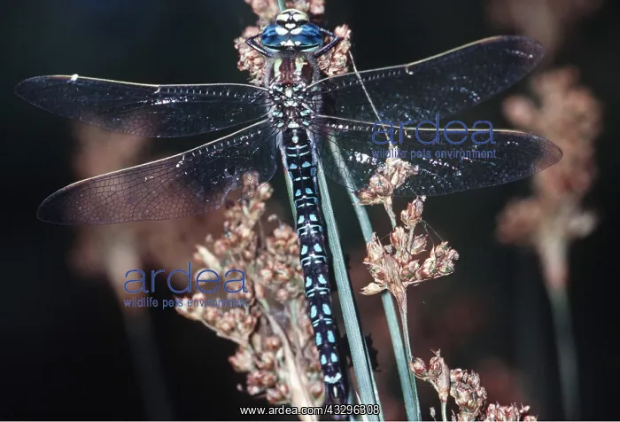 : HAIRY DRAGONFLY : HAIRY DRAGONFLY