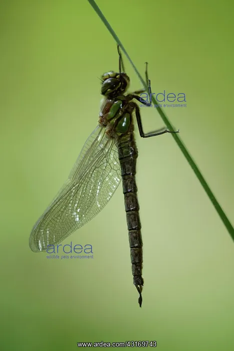 : Hairy Dragonfly (Brachytron pratense) : Hairy Dragonfly (Brachytron pratense)