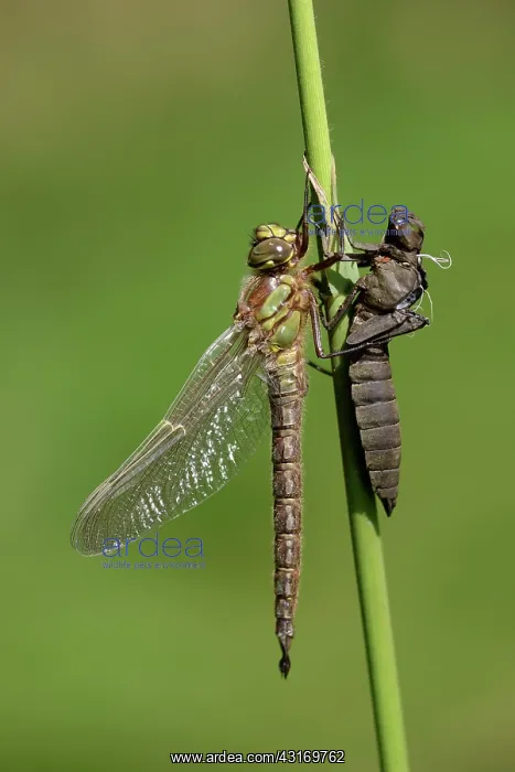 : Hairy Dragonfly (Brachytron pratense) : Hairy Dragonfly (Brachytron pratense)