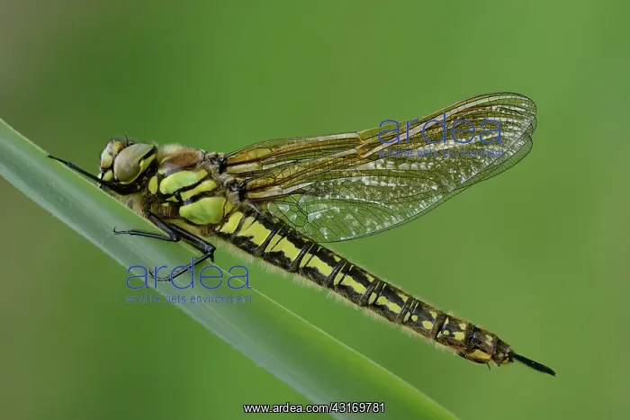 : Hairy Dragonfly (Brachytron pratense) : Hairy Dragonfly (Brachytron pratense)