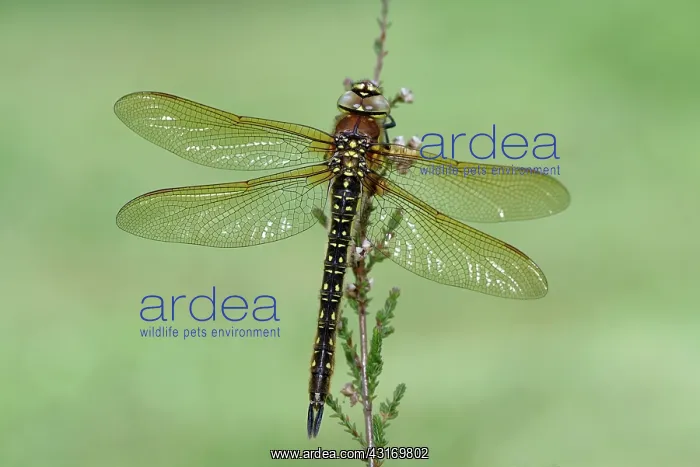 : Hairy Dragonfly (Brachytron pratense) : Hairy Dragonfly (Brachytron pratense)