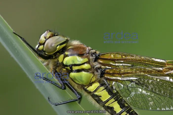 : Hairy Dragonfly (Brachytron pratense) : Hairy Dragonfly (Brachytron pratense)