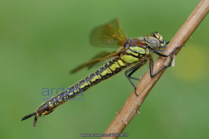 : Hairy Dragonfly (Brachytron pratense) : Hairy Dragonfly (Brachytron pratense)