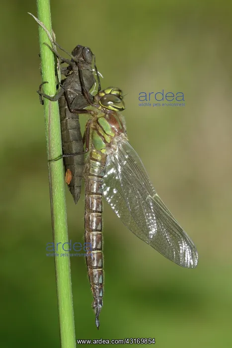 : Hairy Dragonfly (Brachytron pratense) : Hairy Dragonfly (Brachytron pratense)