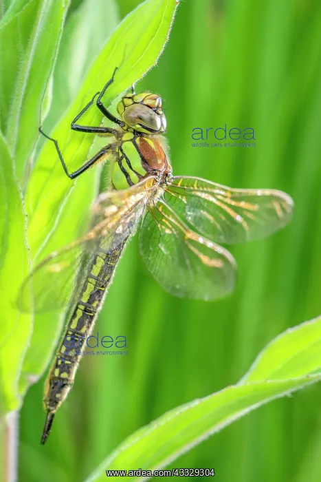: Hairy Dragonfly - female - Norfolk UK : Hairy Dragonfly - female - Norfolk UK