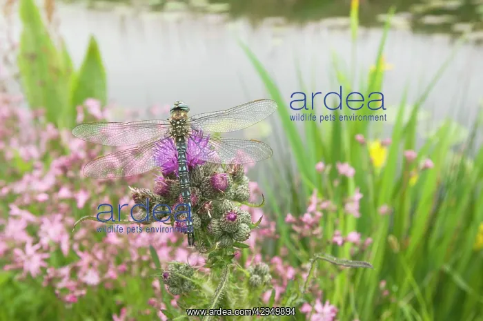 : Hairy Dragonfly - Male on marsh thistle : Hairy Dragonfly - Male on marsh thistle