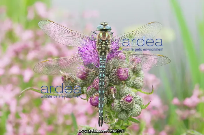 : Hairy Dragonfly - Male on marsh thistle : Hairy Dragonfly - Male on marsh thistle
