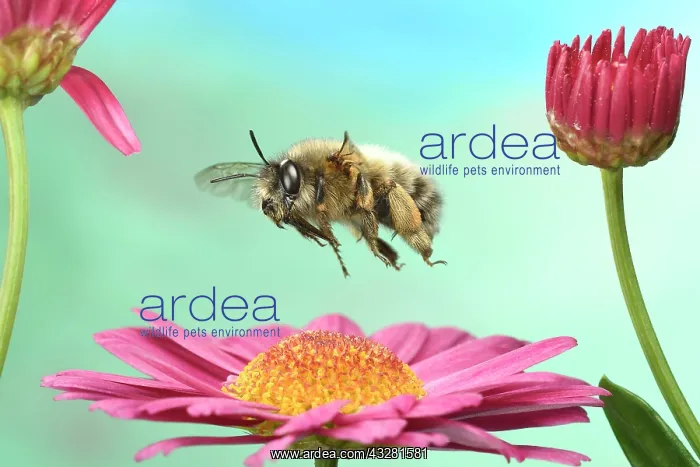  : Hairy-Footed Flower Bee (Anthophora plumipes) in