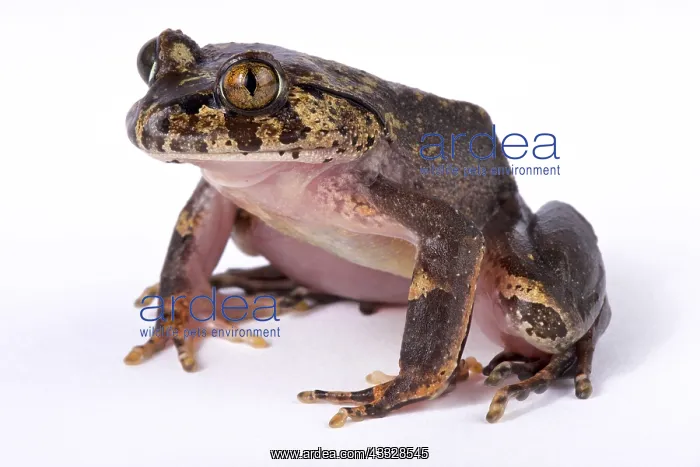 : Hairy frog (Trichobatrachus robustus) on white background : Hairy frog (Trichobatrachus robustus) on white background