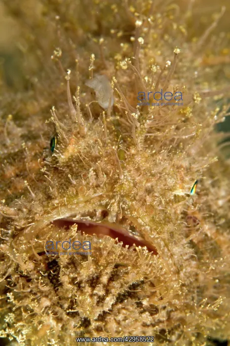 : Hairy Frogfish : Hairy Frogfish