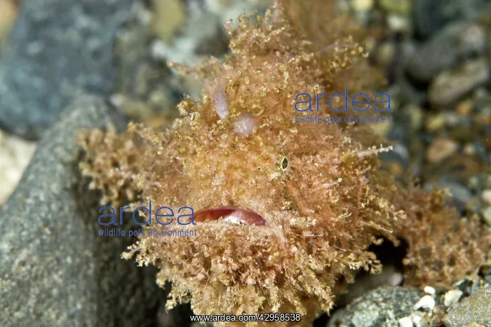  : Hairy Frogfish