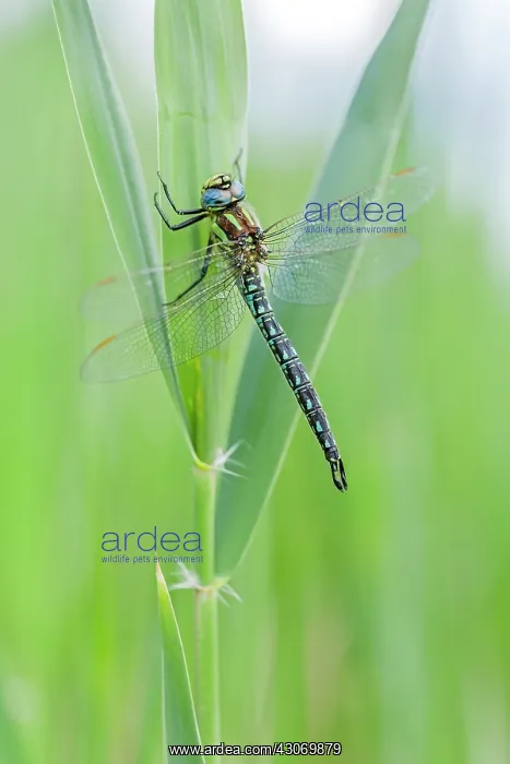 : Hairy Hawker : Hairy Hawker