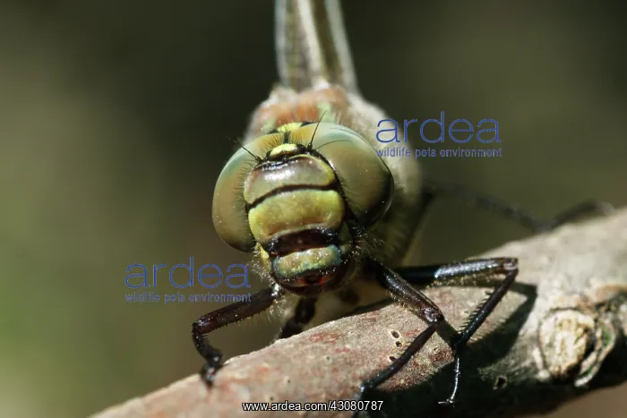 : Hairy Hawker : Hairy Hawker