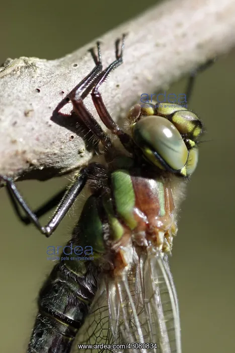 : Hairy Hawker : Hairy Hawker