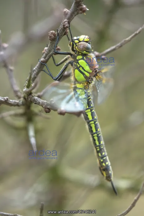 : Hairy Hawker : Hairy Hawker