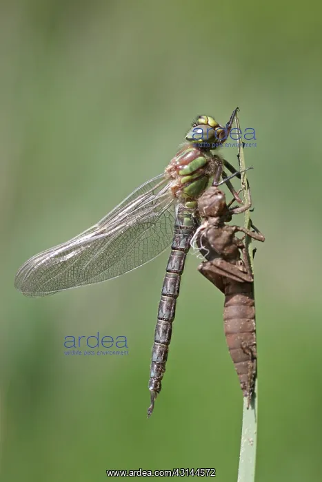 : Hairy Hawker : Hairy Hawker