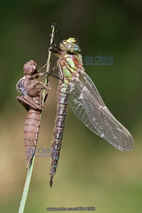 : Hairy Hawker : Hairy Hawker