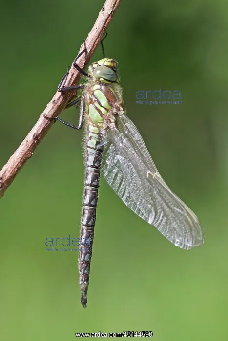 : Hairy Hawker : Hairy Hawker