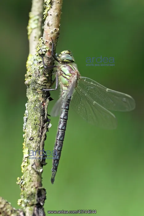 : Hairy Hawker : Hairy Hawker