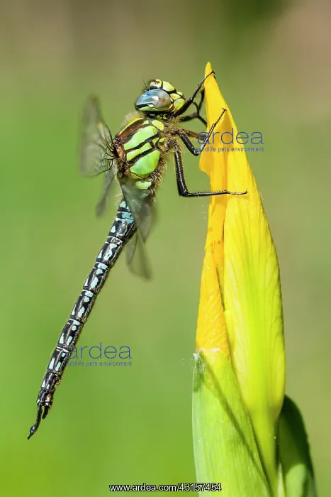 : Hairy Hawker : Hairy Hawker