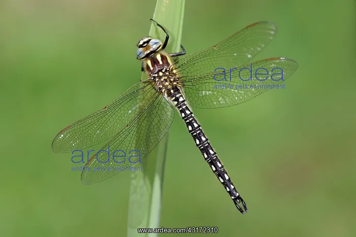 : Hairy Hawker : Hairy Hawker