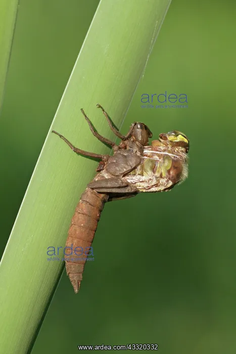  : Hairy Hawker