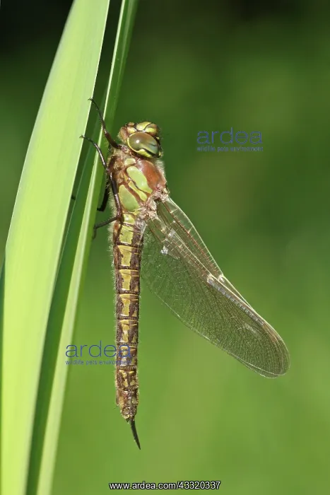 : Hairy Hawker : Hairy Hawker