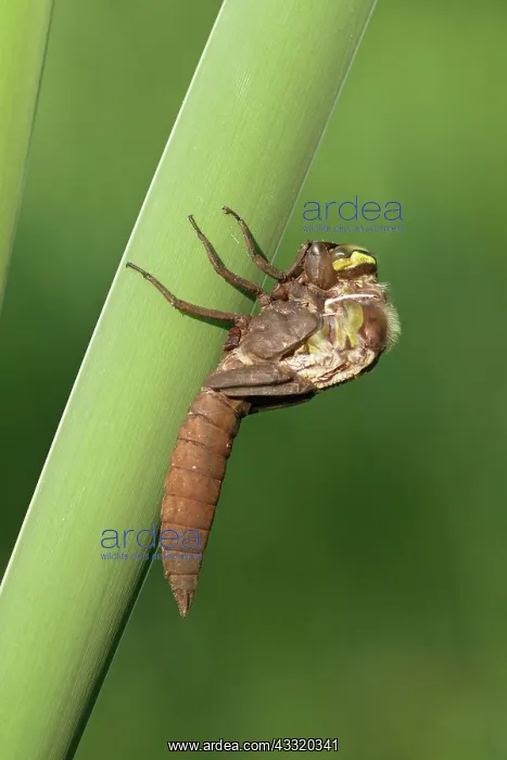 : Hairy Hawker : Hairy Hawker