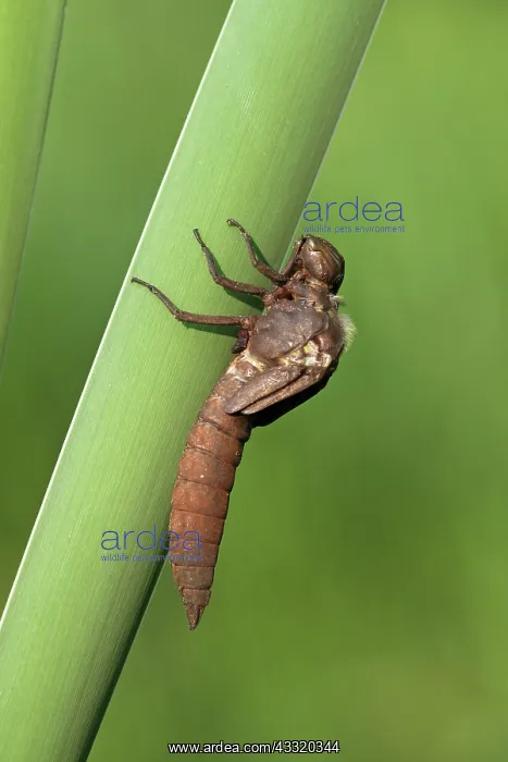 : Hairy Hawker : Hairy Hawker