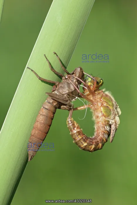 : Hairy Hawker : Hairy Hawker
